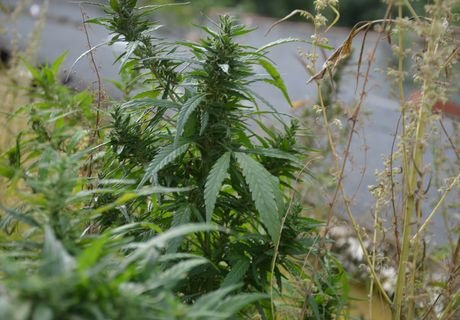 Ряжские полицейские изъяли более 2 кг марихуаны