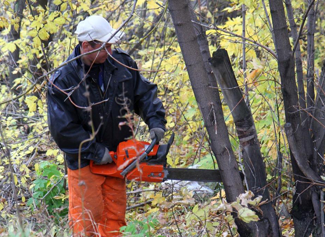 В Рязани продолжаются работы по обрезке сухих ветвей и сносу аварийных деревьев