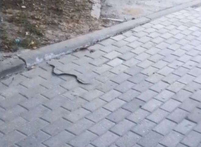 На улице Ленина засняли змею