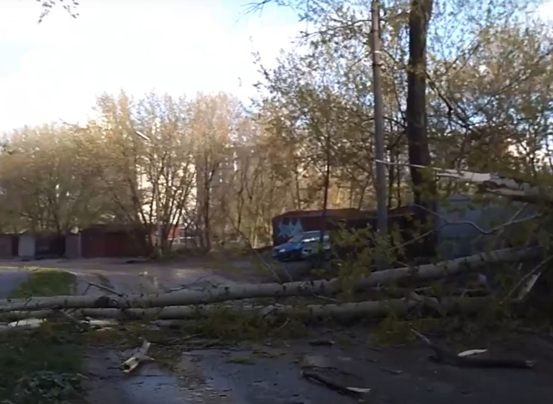В Горроще дерево рухнуло на пешеходный переход