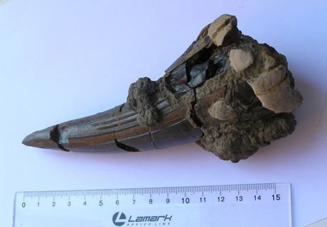 В Рязанской области найдены останки динозавров
