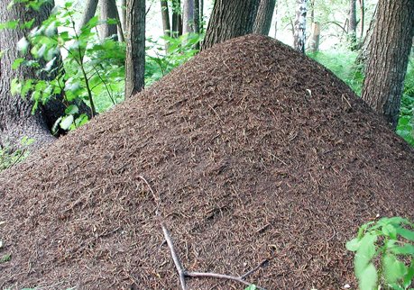 Рязанского тракториста накажут за повреждение муравейника