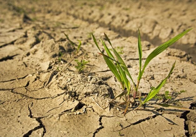 В КНДР пришла сильнейшая засуха за последнее столетие