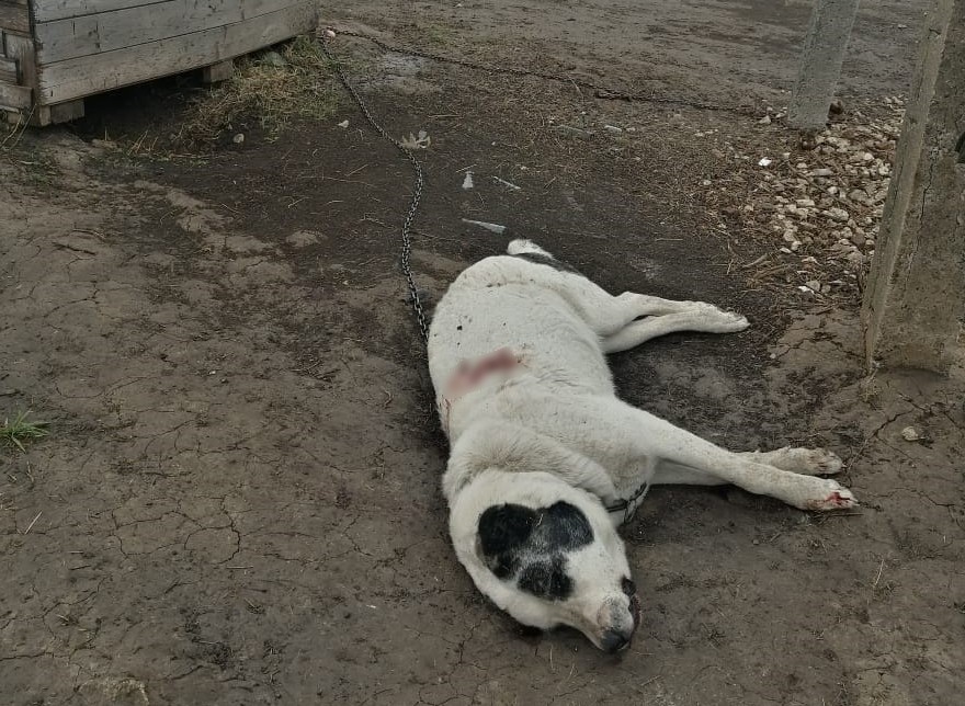 В Пронском районе семья дважды подверглась обстрелу, погибла собака