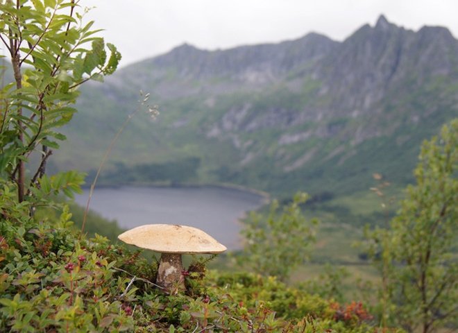 В Крыму шесть туристов отравились грибами на сложном горном маршруте