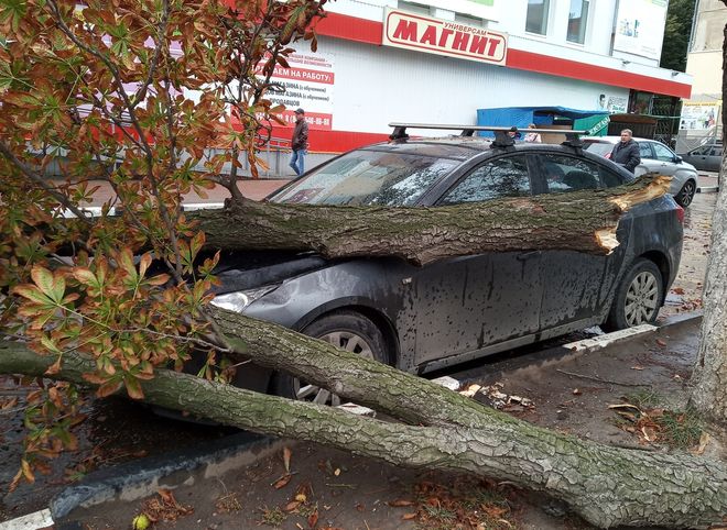 На улице Полетаева рухнувшее дерево едва не придавило женщину с детьми