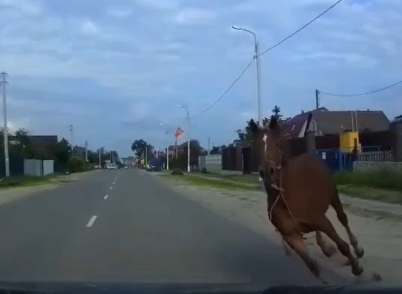 Видео: под Рязанью конь падает под автомобиль
