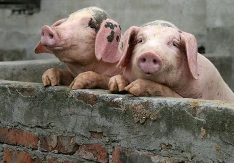 В Рязань запретили ввозить свиней из Орла и Воронежа