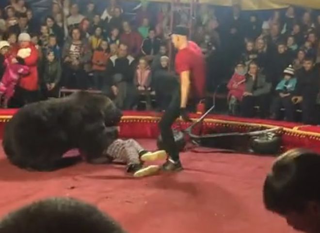 В Карелии медведь напал на артиста цирка во время представления