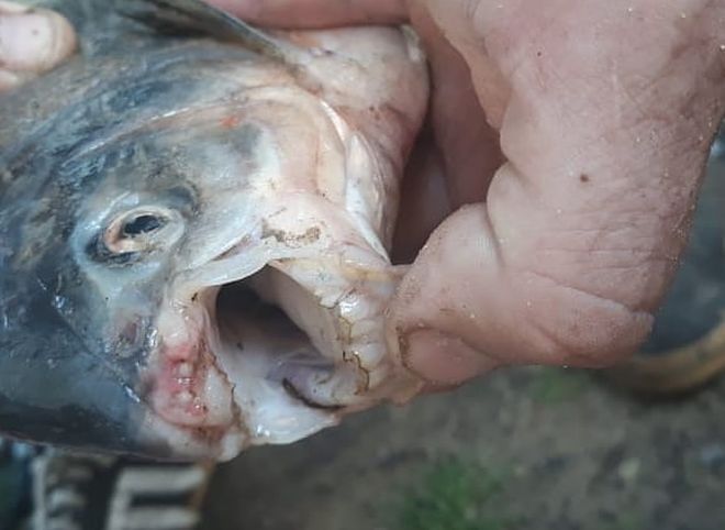 Рязанец поймал рыбу с «человеческими» зубами