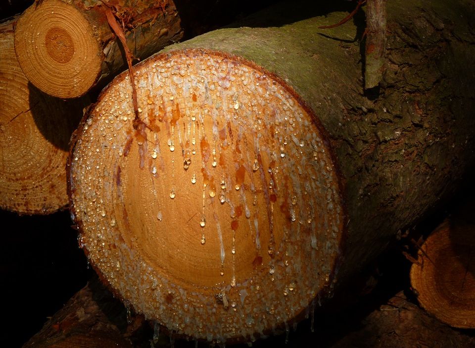 Рязанцу грозит семь лет лишения свободы за вырубку двух деревьев