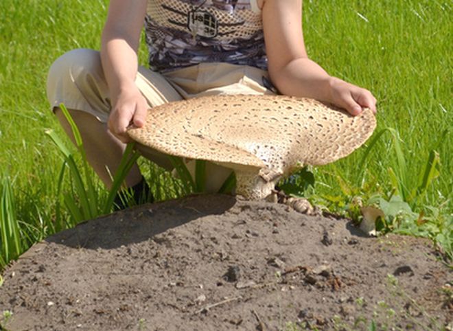 Фото: в Рязанской области вырос гриб-гигант
