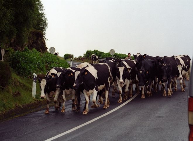 Солотчинское шоссе перекроют коровы