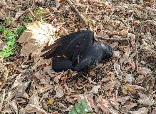 Массовый падеж птиц в Рязани объяснили отравлением