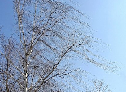 МЧС: в Рязанской области сохранится сильный ветер