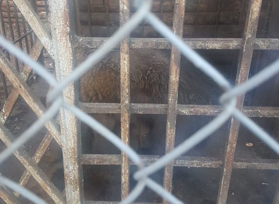 Соцсети: в рыбновском мини-зоопарке погибает медведь