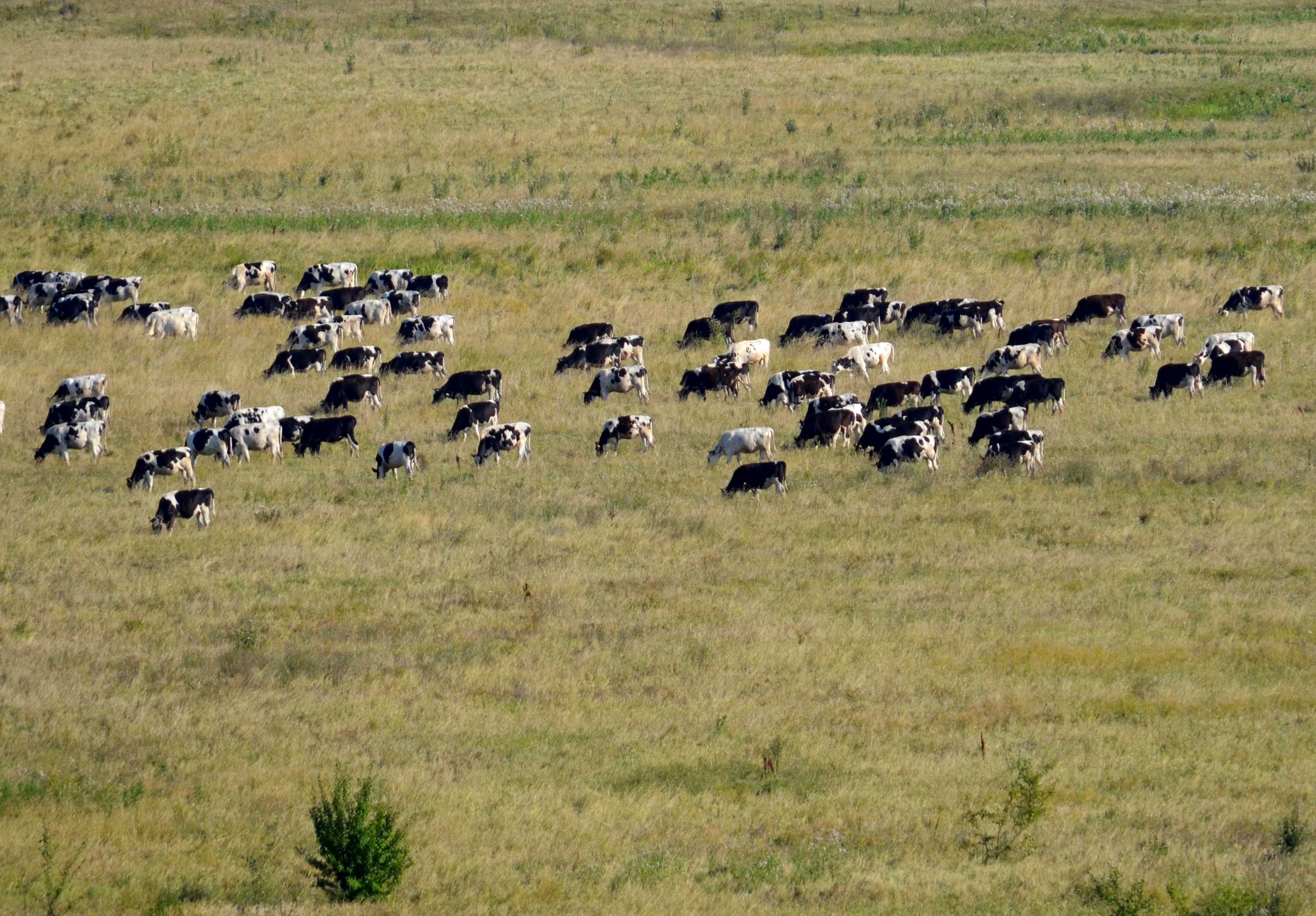 Рязанец похитил четырех коров в Тамбовской области