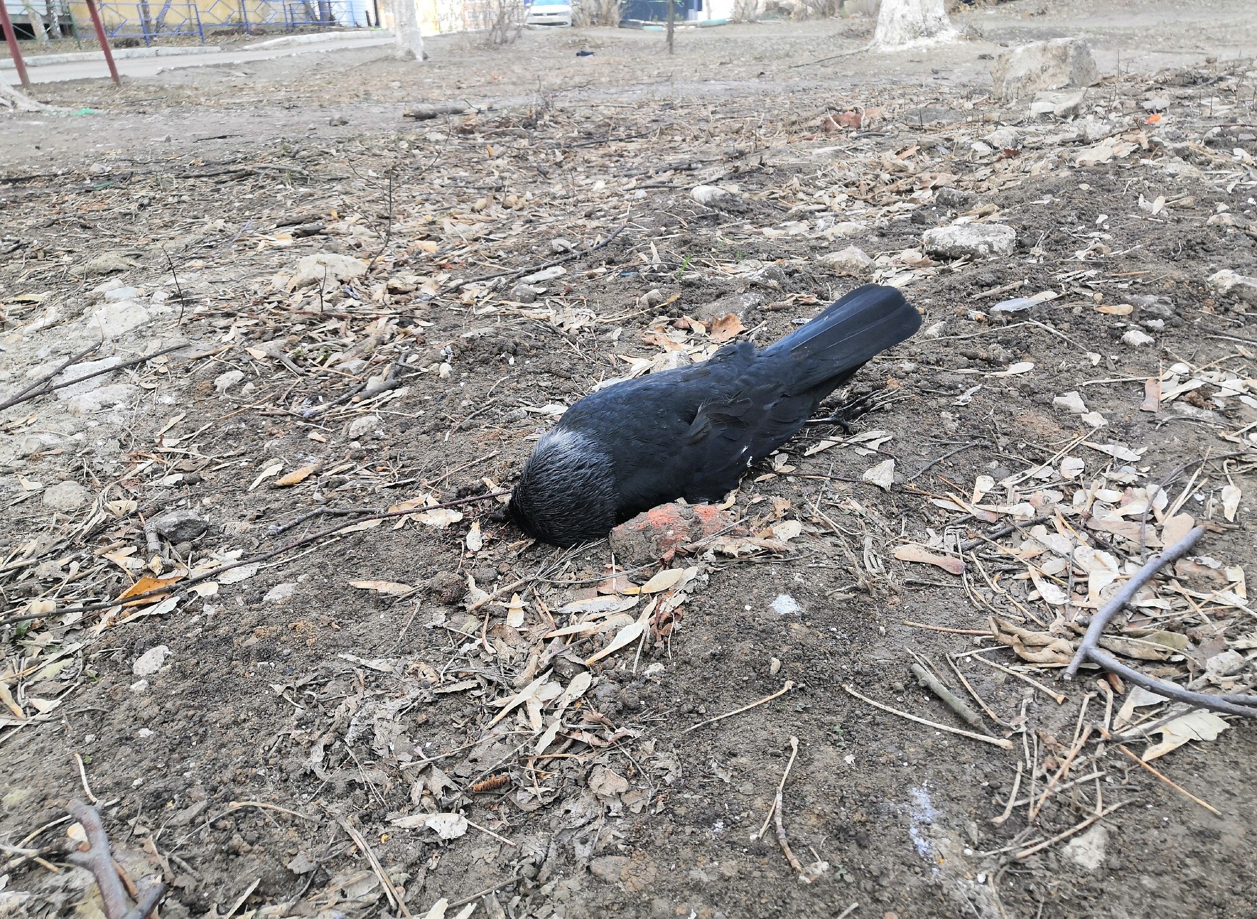 В Рязани продолжают массово гибнуть птицы