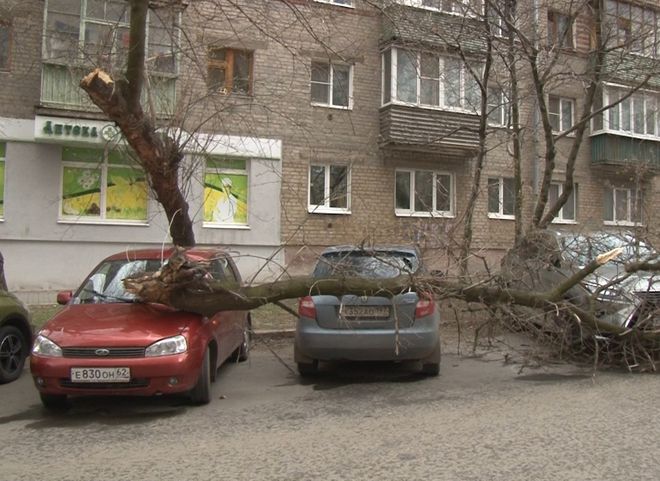 В Горроще упавшее дерево повредило припаркованные машины