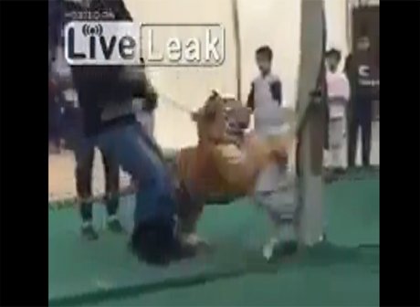 В Саудовской Аравии тигр напал на ребенка во время рекламной акции (видео)