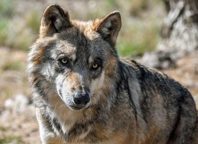 В Тамбовской области осталось два волка