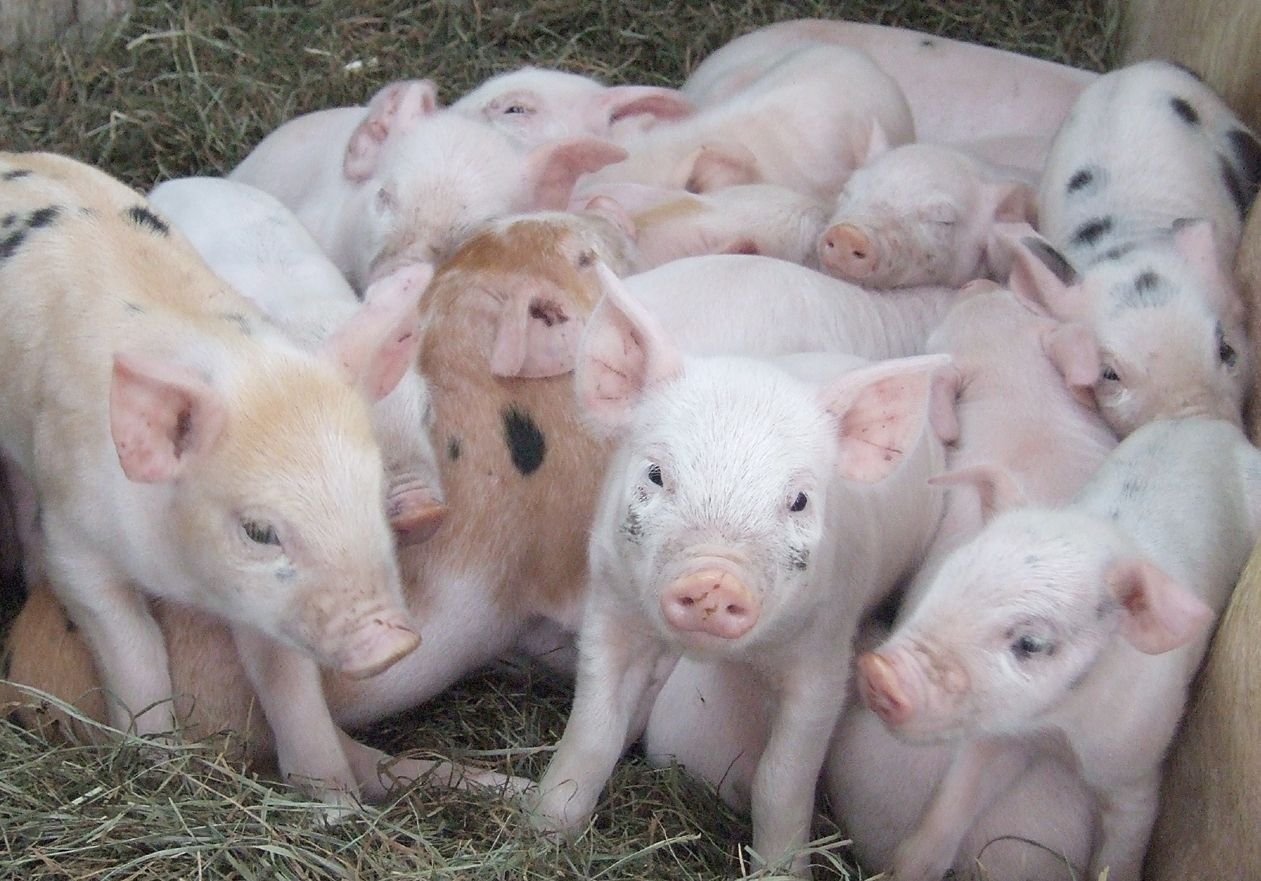 Санкции против ЕС и США помогут свиноводству Рязани