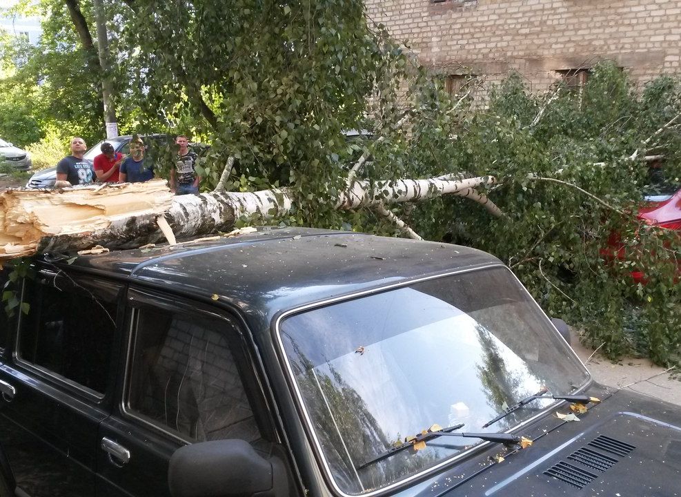 Фото: в поселке Строитель береза упала на припаркованные автомобили