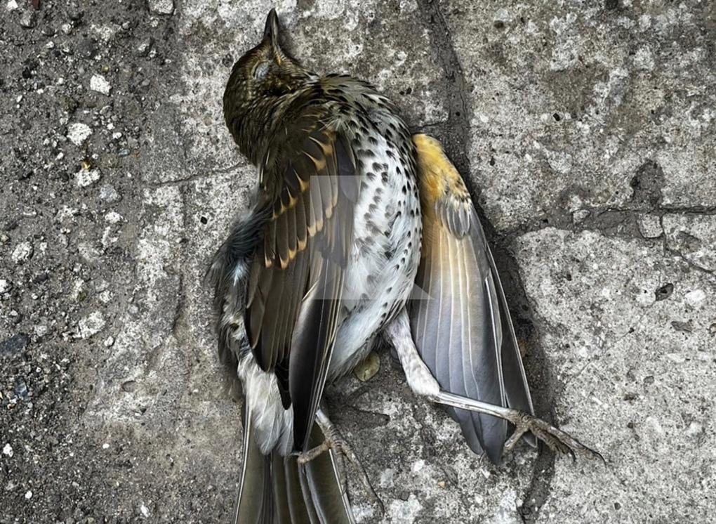 В центре Рязани вновь нашли мертвых птиц