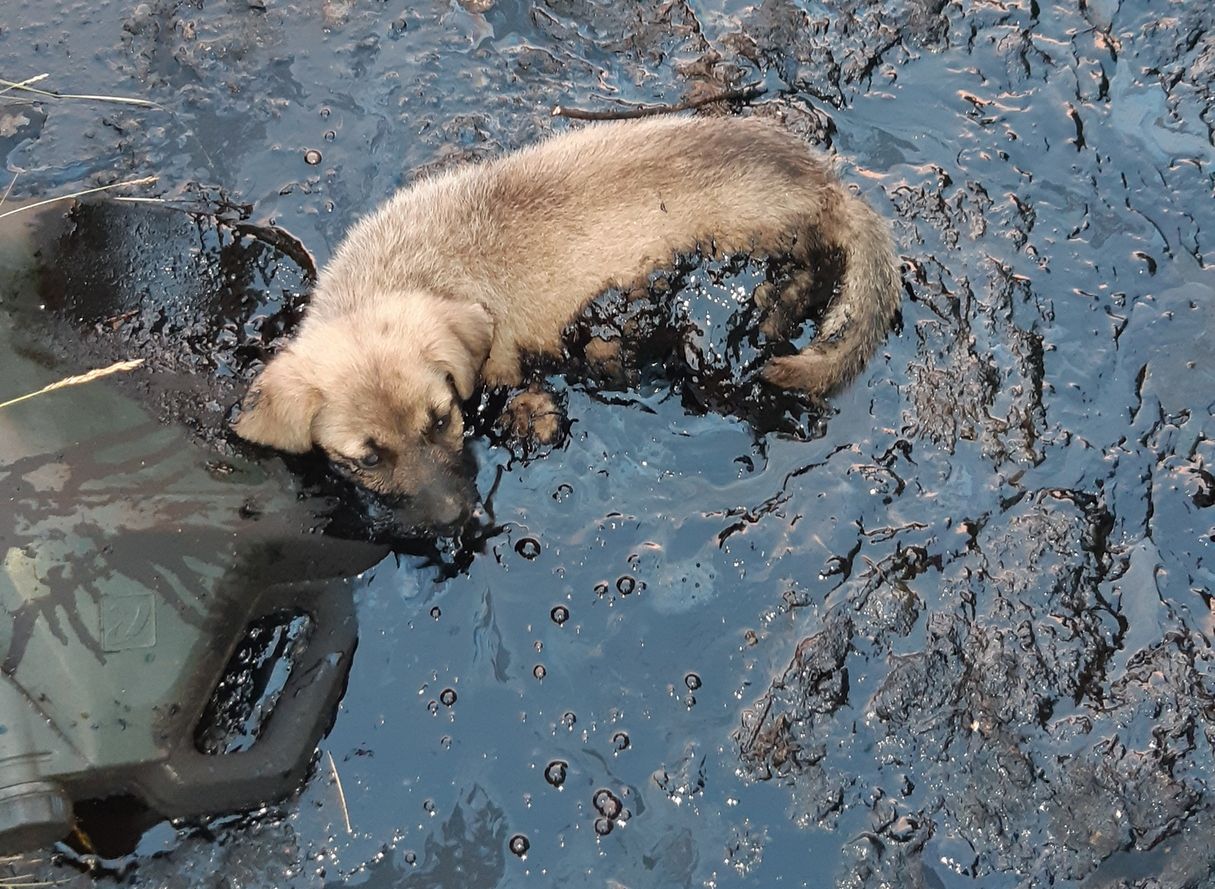 В Касимовском районе обнаружили «битумное болото», в котором гибнут животные