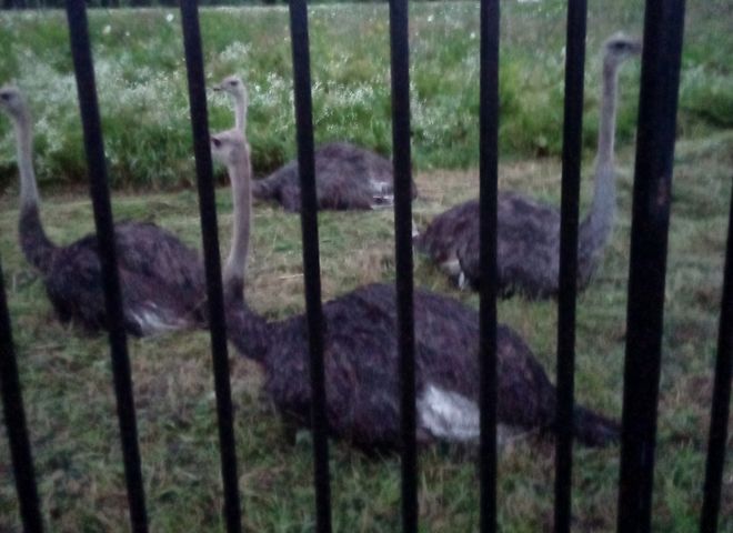 Рязанка пожаловалась на издевательство над страусами в частном зоопарке