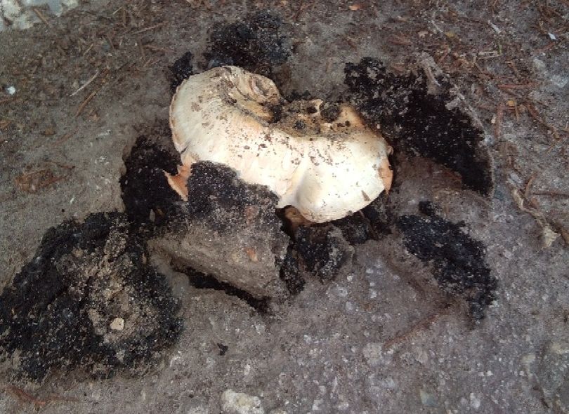 Фото: в Рязани гриб пророс сквозь асфальт