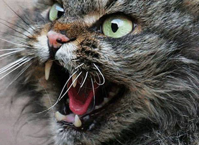В Рязани заболевшая бешенством кошка искусала ветеринара и хозяина