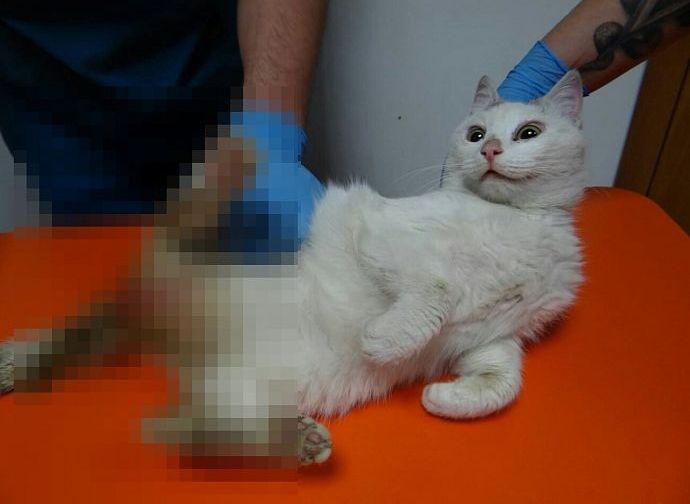 В Калужской области изнасиловали кошку