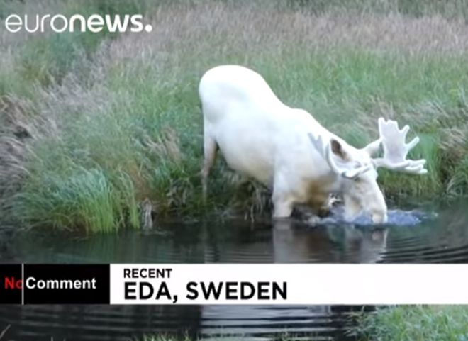 Житель Швеции встретил редкого белого лося (видео)