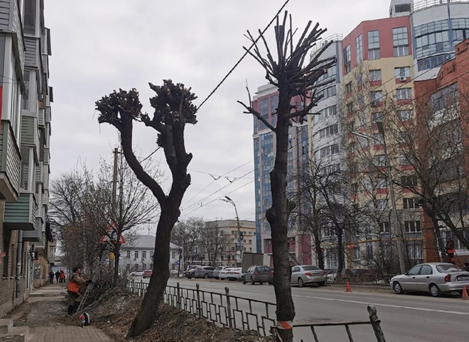 правила обрезки деревьев в городе