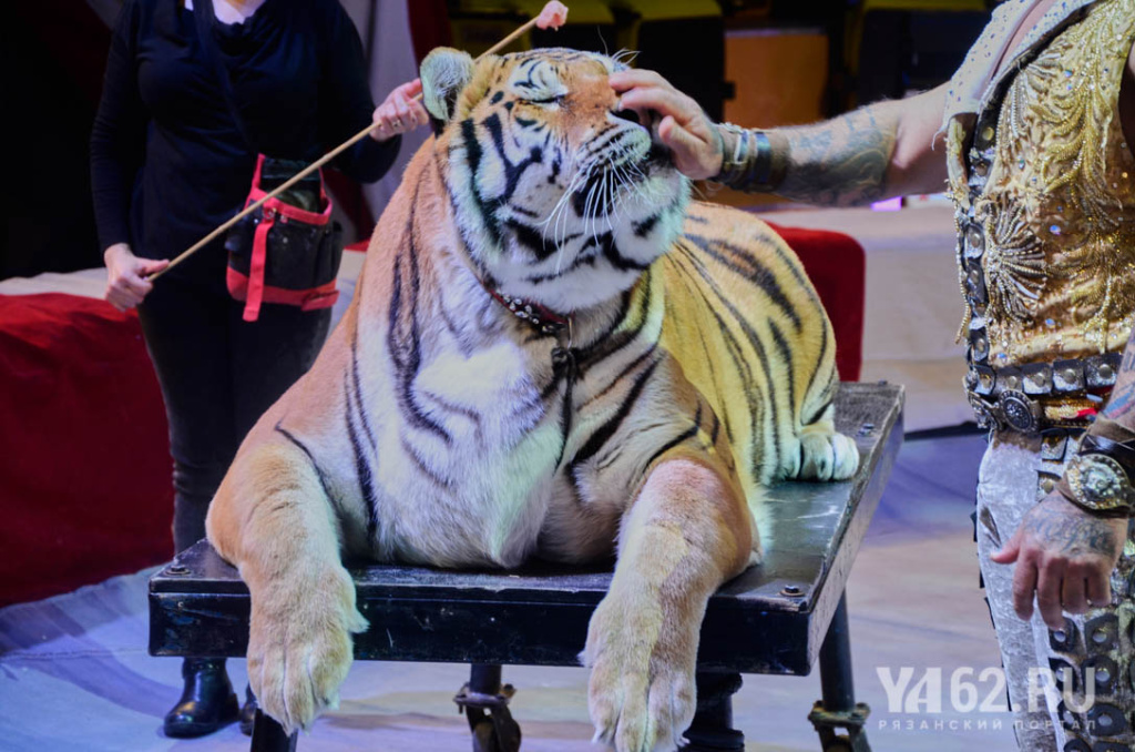 Фото 4 Тигр Маша в Рязанском цирке.JPG