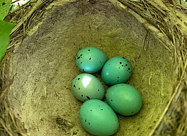 Рязанец заснял голубые яйца дрозда, на фото кажущиеся зелеными