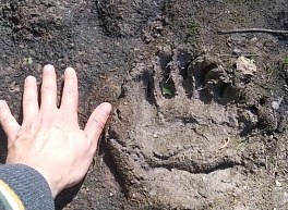 В Касимовском районе обнаружили медвежьи следы
