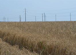 Заморозки в России могут вызвать кризис на мировом рынке пшеницы