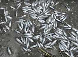 Рыба оказалась в ловушке при миграции из Орехового озера в Оку