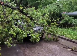 В Рязани на проезжую часть рухнули баннер и несколько деревьев, одно упало на машину