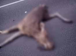 В Касимовском районе фура насмерть сбила лося
