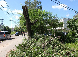 После урагана в Рязани власти получили 60 обращений об упавших деревьях