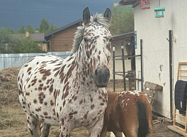 В Рязани родилась лошадь-«далматинец»