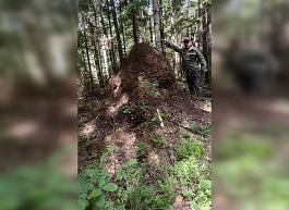 Рязанец показал на видео «крупнейший муравейник Мещеры»