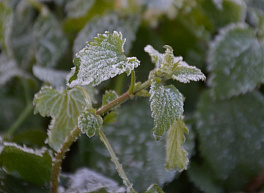 В субботу в Рязанской области ожидаются заморозки до -5 °С