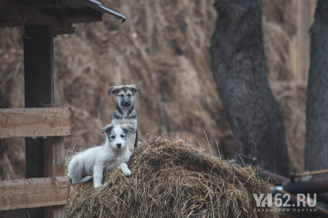 Фото 12 Собаки монастырского подворья.JPG