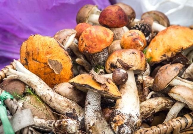 Чемпионка рязанского грибного фестиваля набрала 25 кг грибов