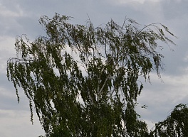 В Рязанской области усилится ветер