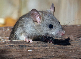 В 2023 году в Рязанской области зарегистрирован 31 случай мышиной лихорадки